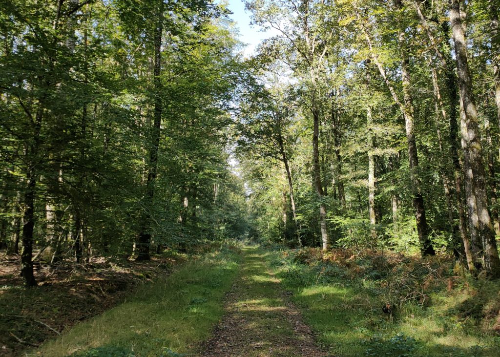 Un chemin en forêt sous le soleil